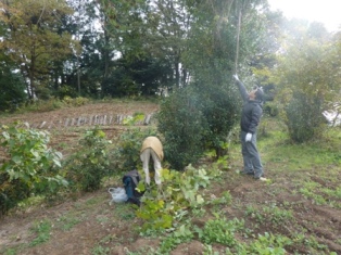 除草作業の様子