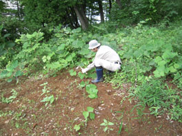 ふるさと緑地の除草の様子①