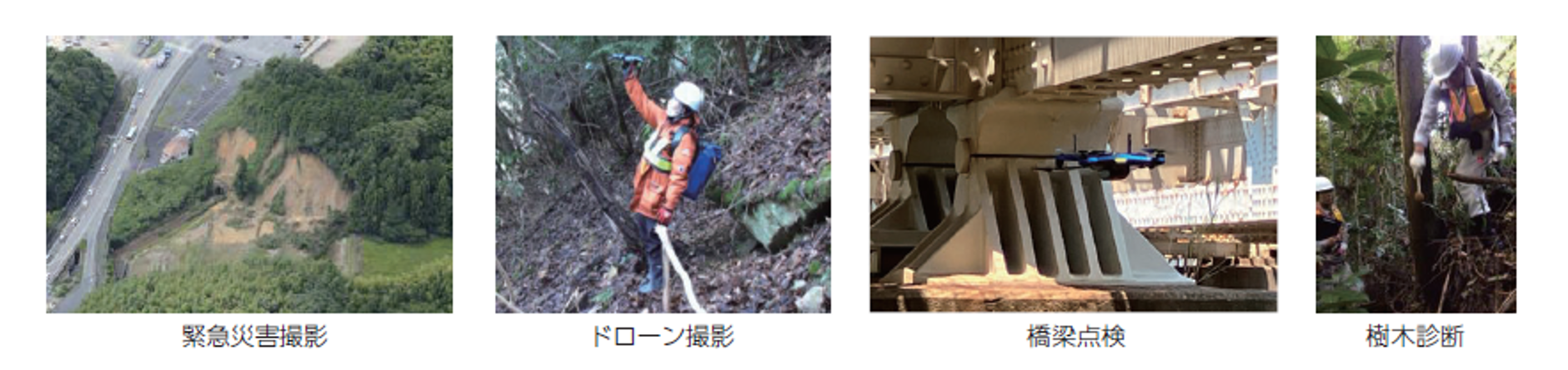 樹木