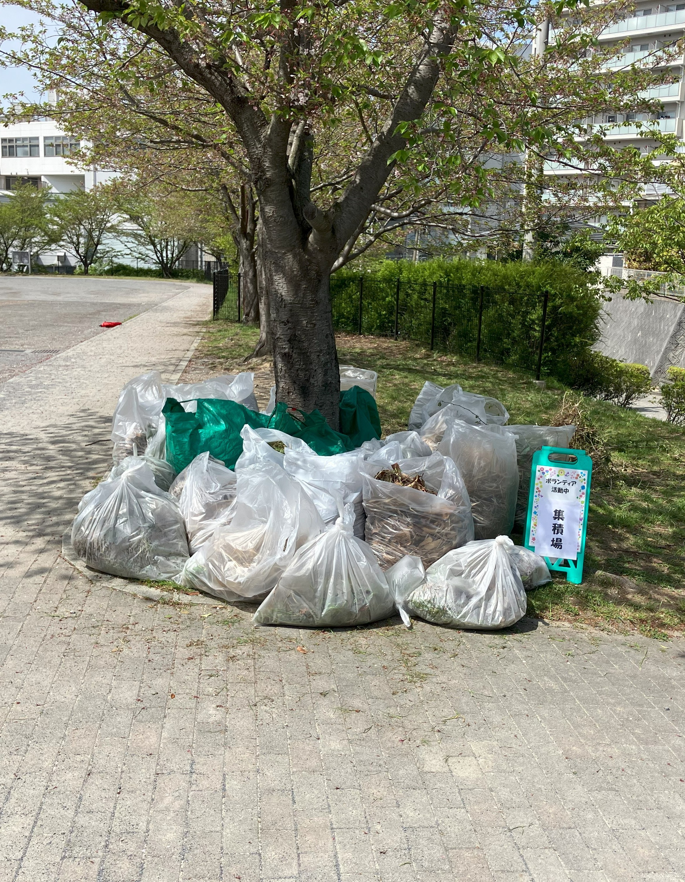 草むしりの成果-1